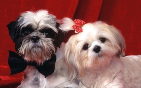 Pair of shih tzu on a red background