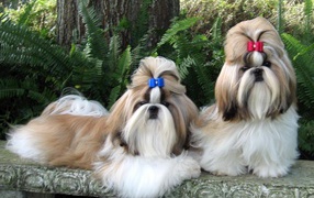 Пара ухоженных шитцу