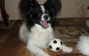 Папильон играет в футбол