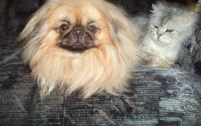 Pekingese and unhappy cat