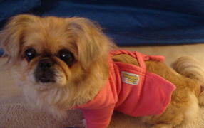 Пекинес в розовой кофте