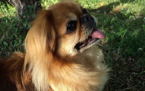 Pekingese in the forest