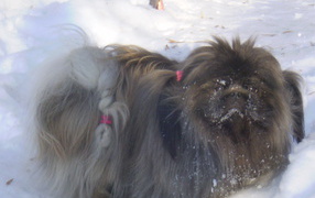Пекинес в снегу
