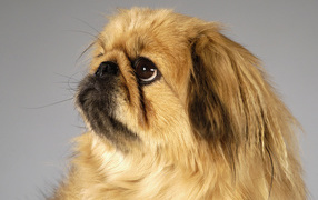 Пекинес смотрит вверх