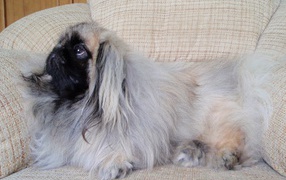 Pekingese lying on the couch