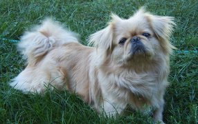 Пекинес лежит на траве