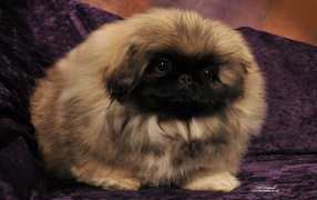 Pekingese on a purple couch