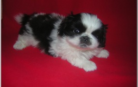 Щенок пекинеса на красном фоне