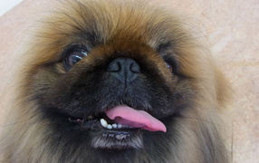 Пекинес показывает зубы