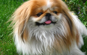 Улыбающийся пекинес на природе