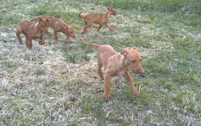 Щенки фараоновой собаки