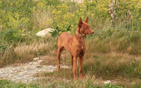 Фараонова собака в траве