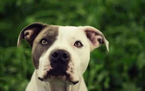 Pit bull on green background