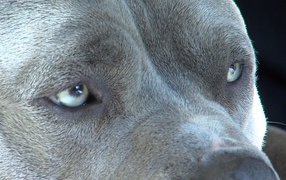 Pitbull dog eyes