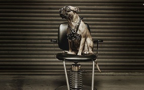 Питбуль на кресле