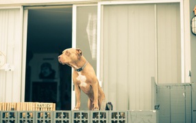 Pitbull protects the house