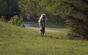 Игривый ирландский волкодав