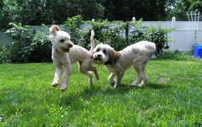 Игривые собаки бедлингтон терьер