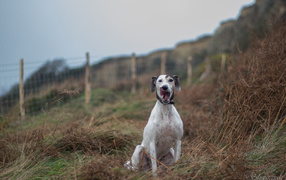 Довольный пес салюки