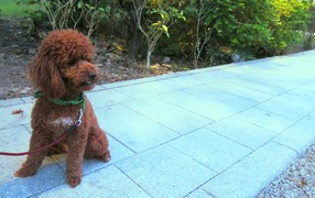 Пудель на прогулке