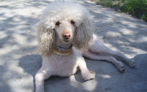 Poodle lying on the road