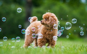 Poodle of soap bubbles