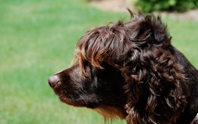 Пудель на фоне травы