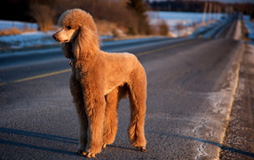 Poodle on winter road
