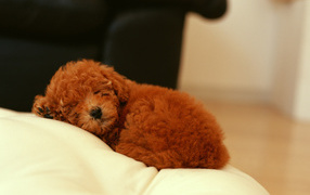 Poodle puppy sleeping