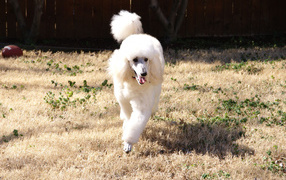 Poodle runs around the yard