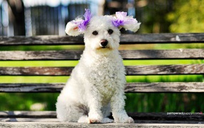 Poodle sitting on the bench
