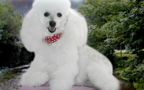 Пудель белое облачко