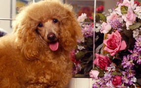 Poodle with a bouquet