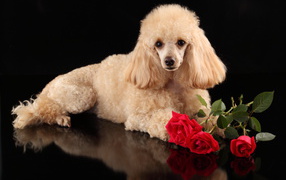 Poodle with a bouquet of roses