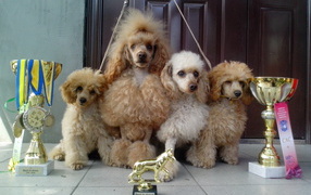 Poodles with awards