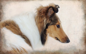 Portrait of a collie dog