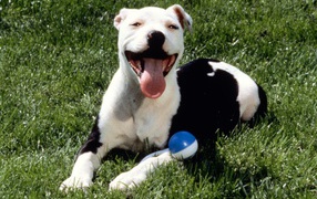 Довольная собака питбуль