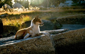Гордый норвежский лундехунд