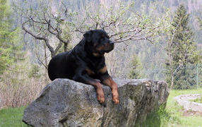 Proud Rottweiler on a stone