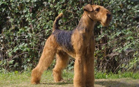 Proud dog Airedale