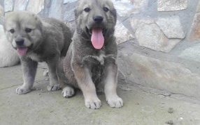 Щенки алабая высунули языки