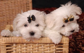 Puppies lap dog in a basket