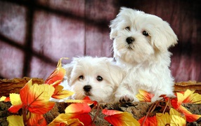 Puppies lapdogs of leaves