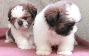 Щенки собаки шитцу
