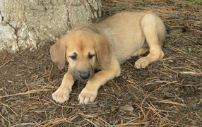 Щенок собаки чинук