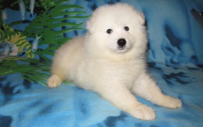 Щенок самоедской лайки
