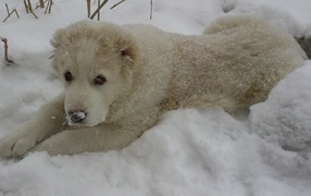 Щенок алабая лежит в снегу