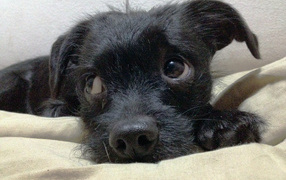 Щенок собаки аффенпинчер