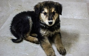 Щенок собаки муди