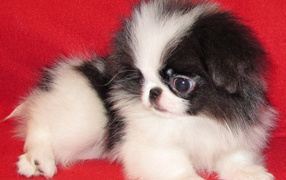 Щенок собаки японский хин